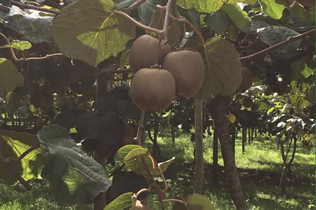 Productores Nacionales