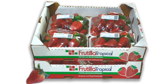 Frutilla Tropical